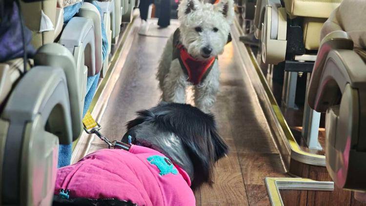 狗旅行团透视宠物经济持续狂奔的密码不朽情缘平台登录入口“春节档”的狗(图1)