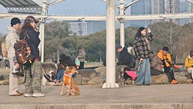 狗旅行团透视宠物经济持续狂奔的密码不朽情缘平台登录入口“春节档”的狗(图2)